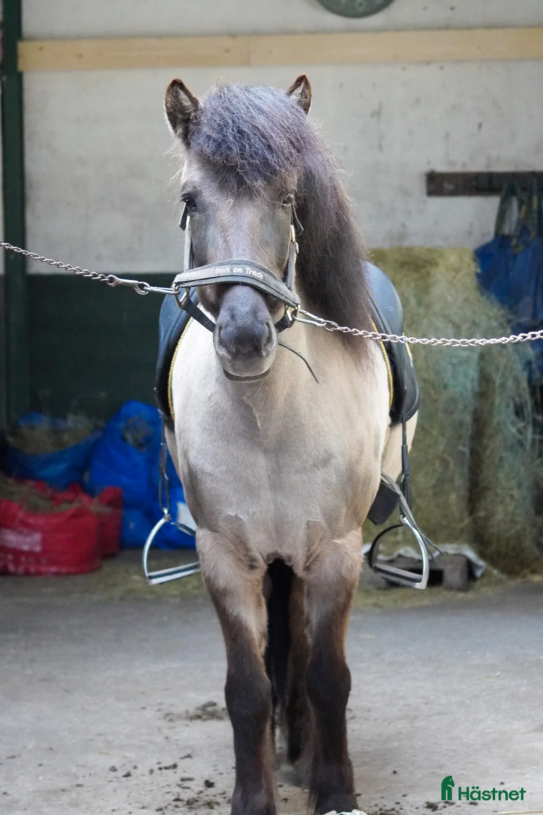 Island hästar till salu: Supertrevligt 11-årigt sto - Annons 10