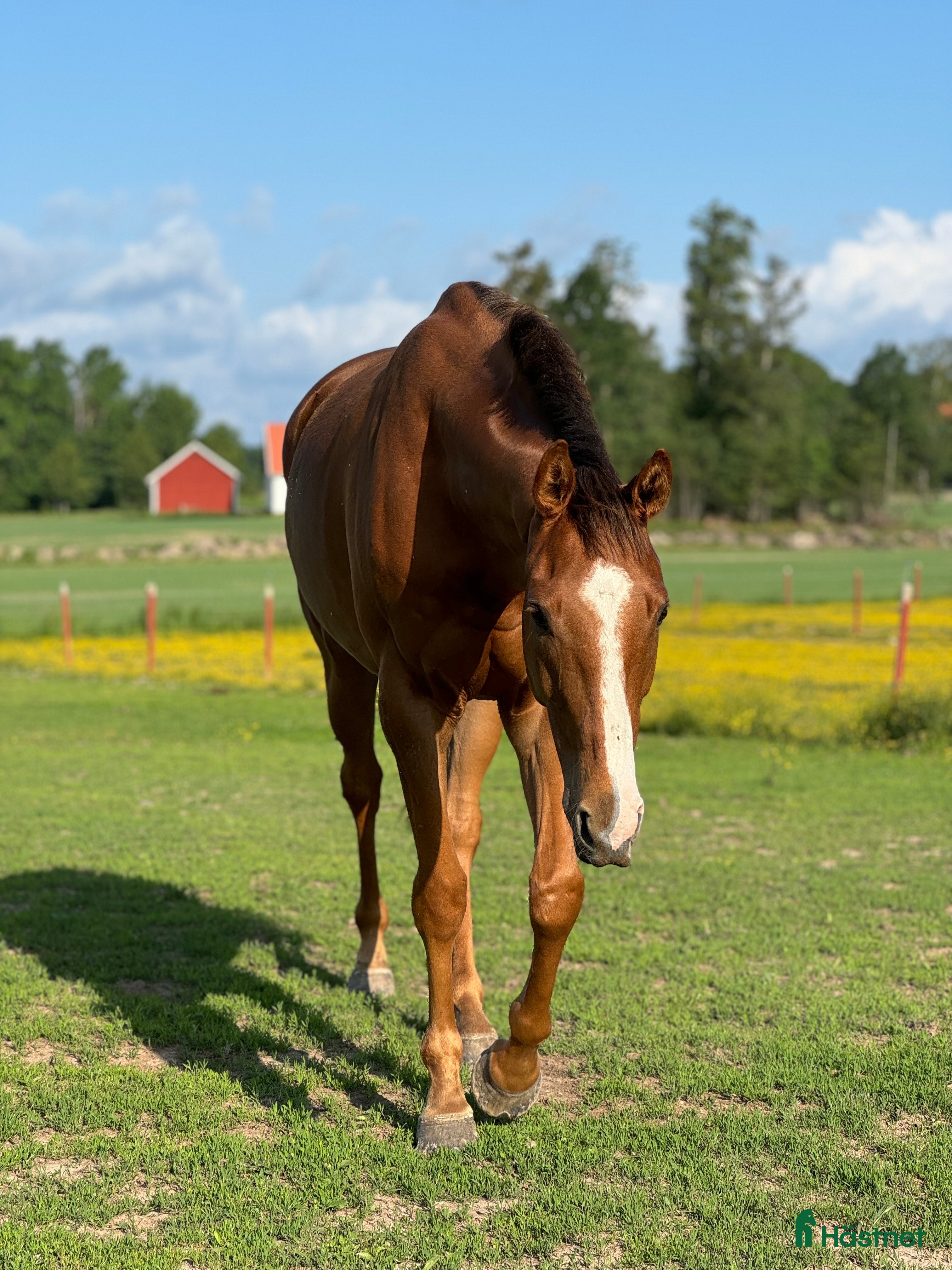  hästar Hobby häst med personlighet i Örebro - Annons 15