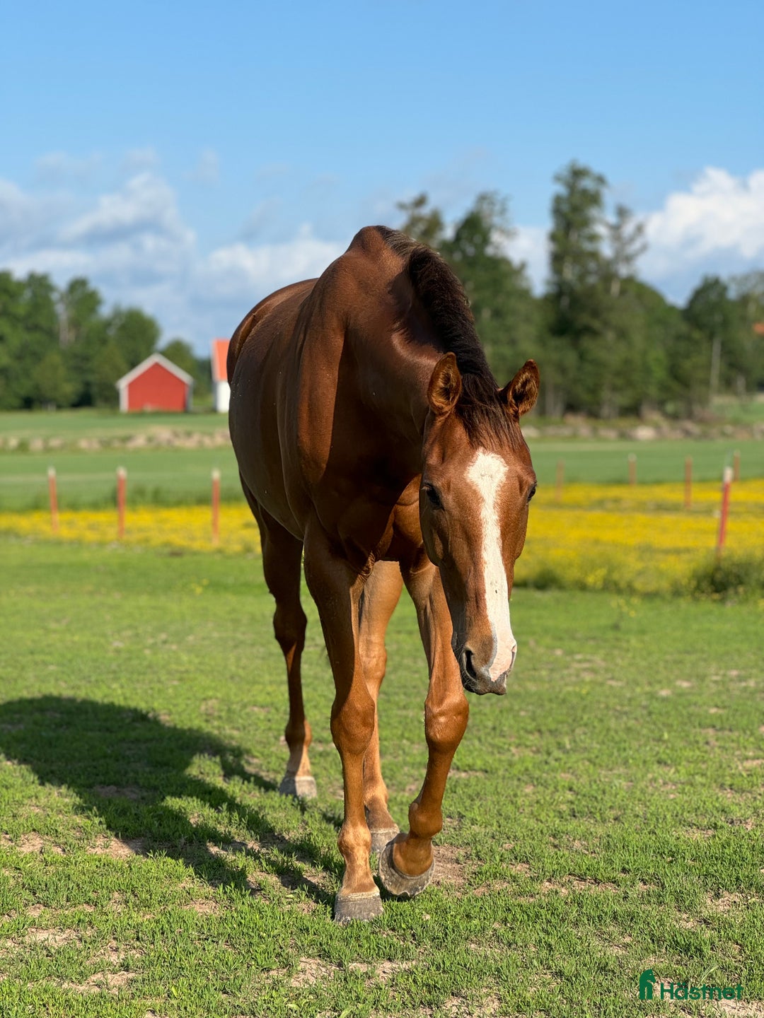 Allround hästar till salu: Hobby häst med personlighet i Örebro - Annons 1
