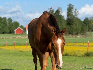 hästar Hobby häst med personlighet i Örebro - Annons 2
