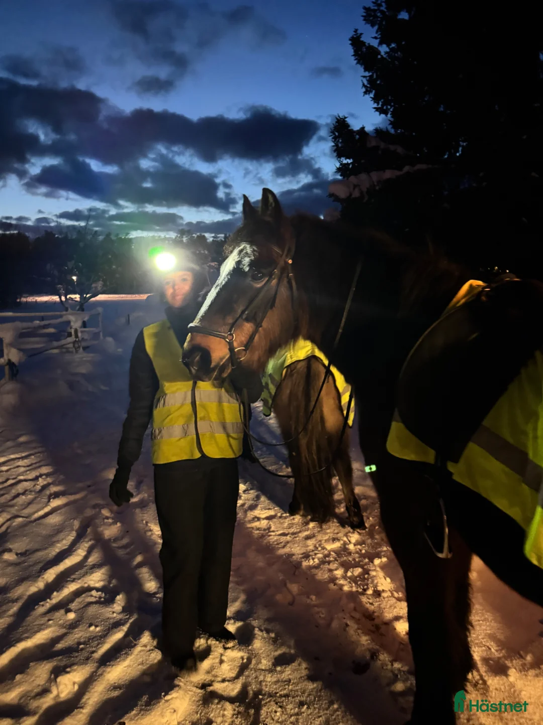  medryttarhäst sökes: Medryttare finnes, Stockholm! i Huddinge - Annons 2