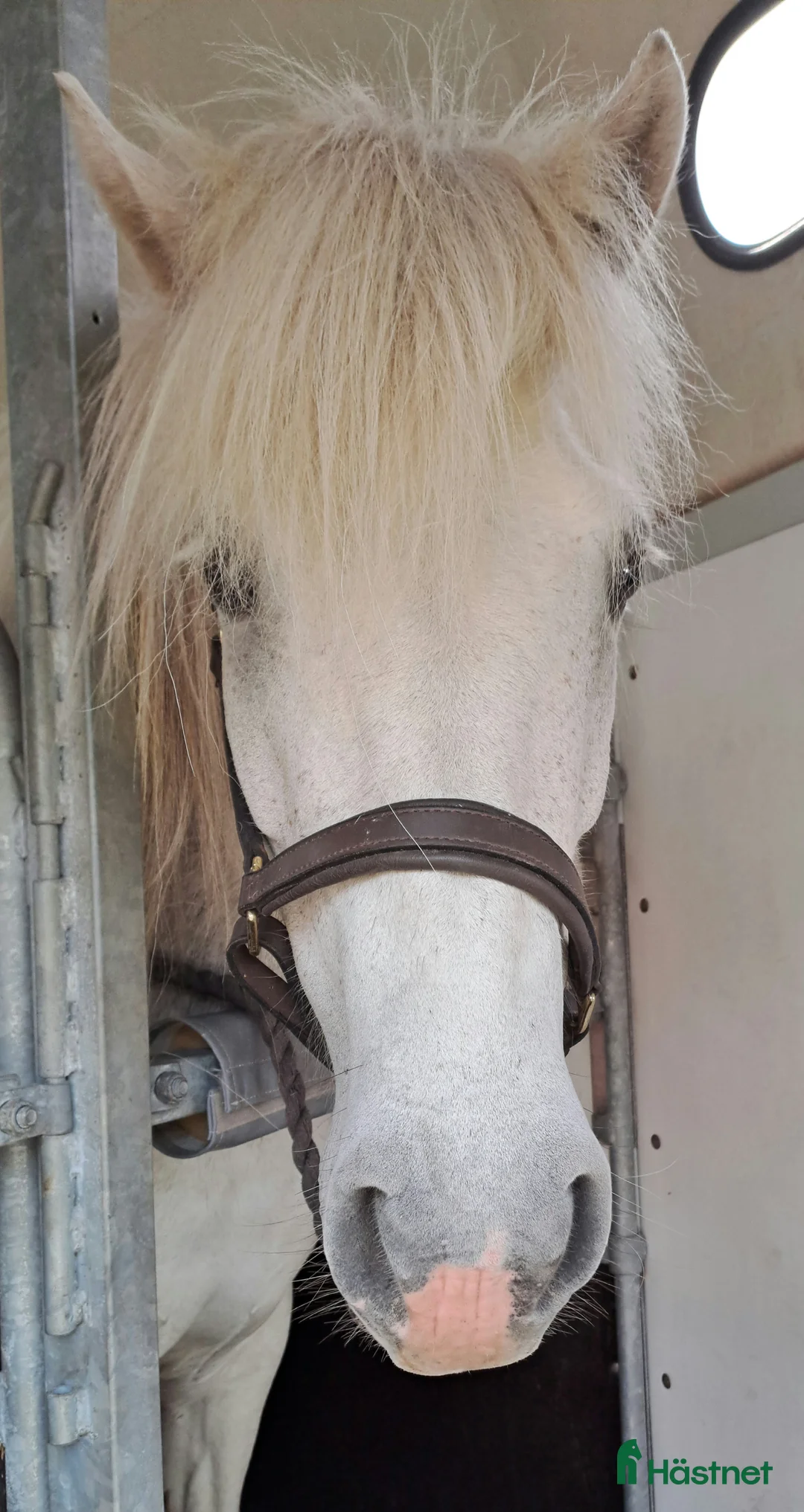 Island hästar till salu: Trygg och snäll i Kållekärr - Annons 2