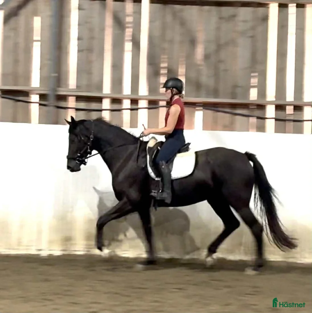  hästservice finnes: Inridning, utbildning, rehab i Blentarp - Annons 3