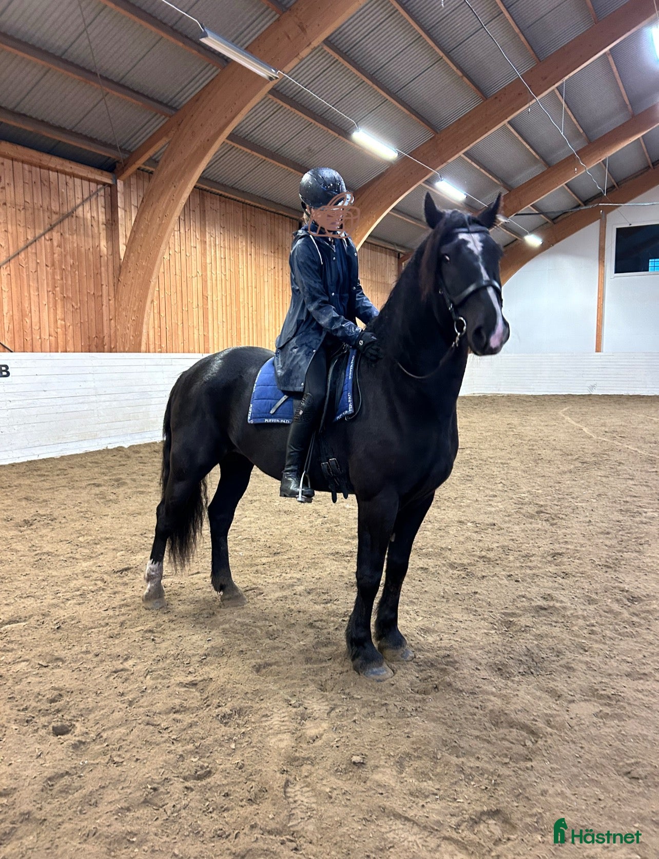  hästar Allround häst, riktig toppenkille i Tungelsta - Annons 1