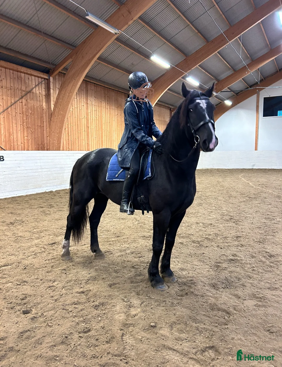 Allround hästar till salu: Allround häst, riktig toppenkille i Tungelsta - Annons 1