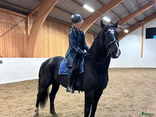 hästar Allround häst, riktig toppenkille i Tungelsta - Annons 12