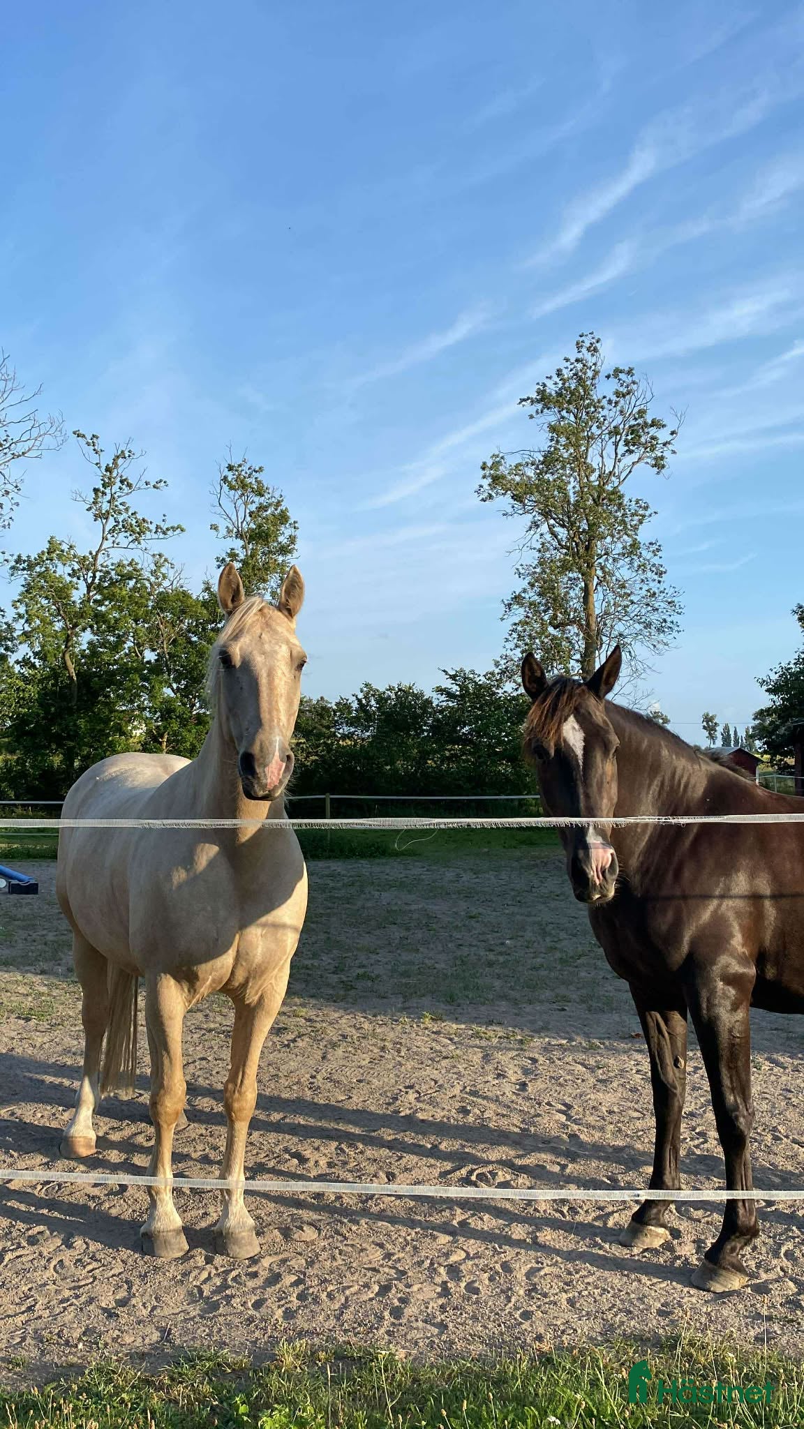  hästar Trevlig fredriksborgervalack - Annons 1