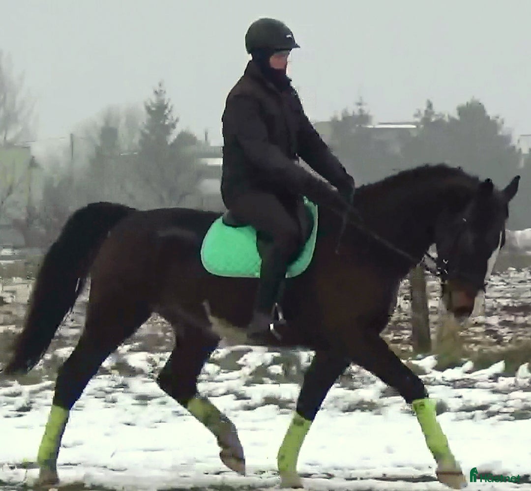 Allround hästar till salu: Dressage/driving Star with 4 white socks i Örsundsbro - Annons 2
