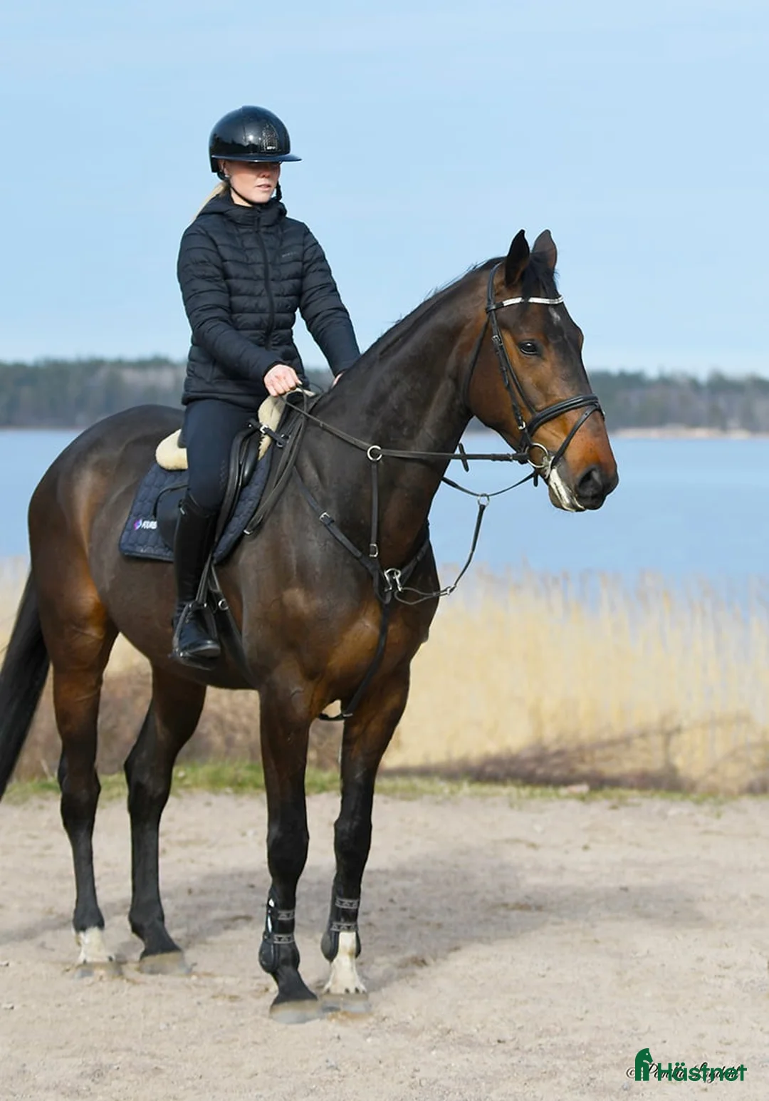 Allround hästar till salu: Lovande 6-åring - Annons 2