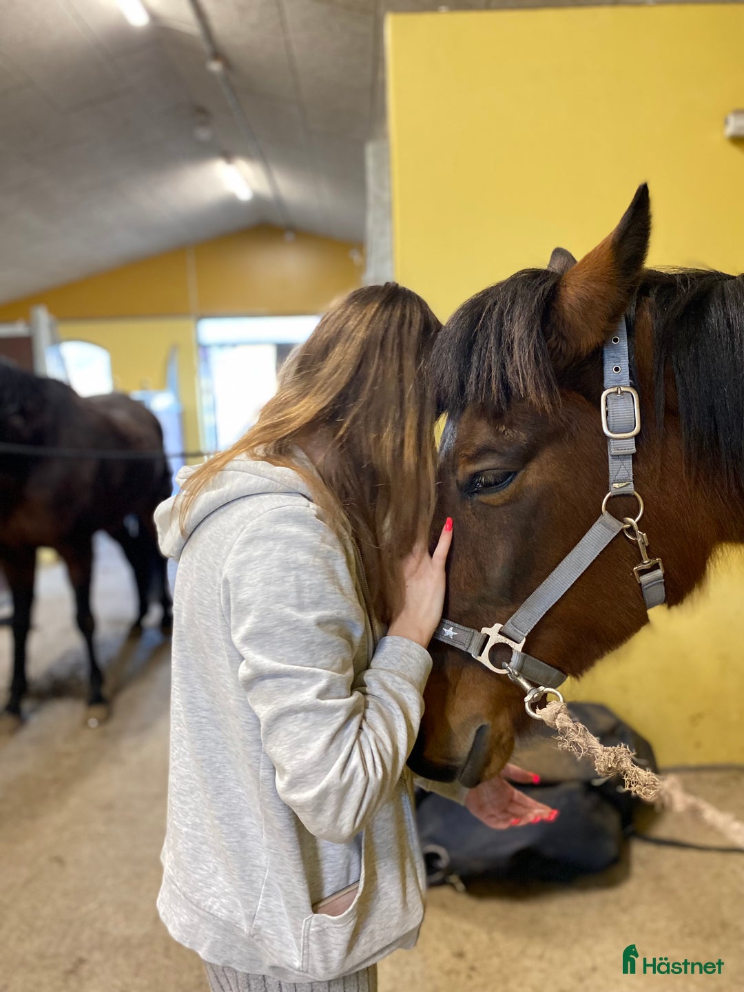 Övrigt hästar till salu: 🌟Intressekoll-inriden travare🌟 i Åsbro - Annons 7