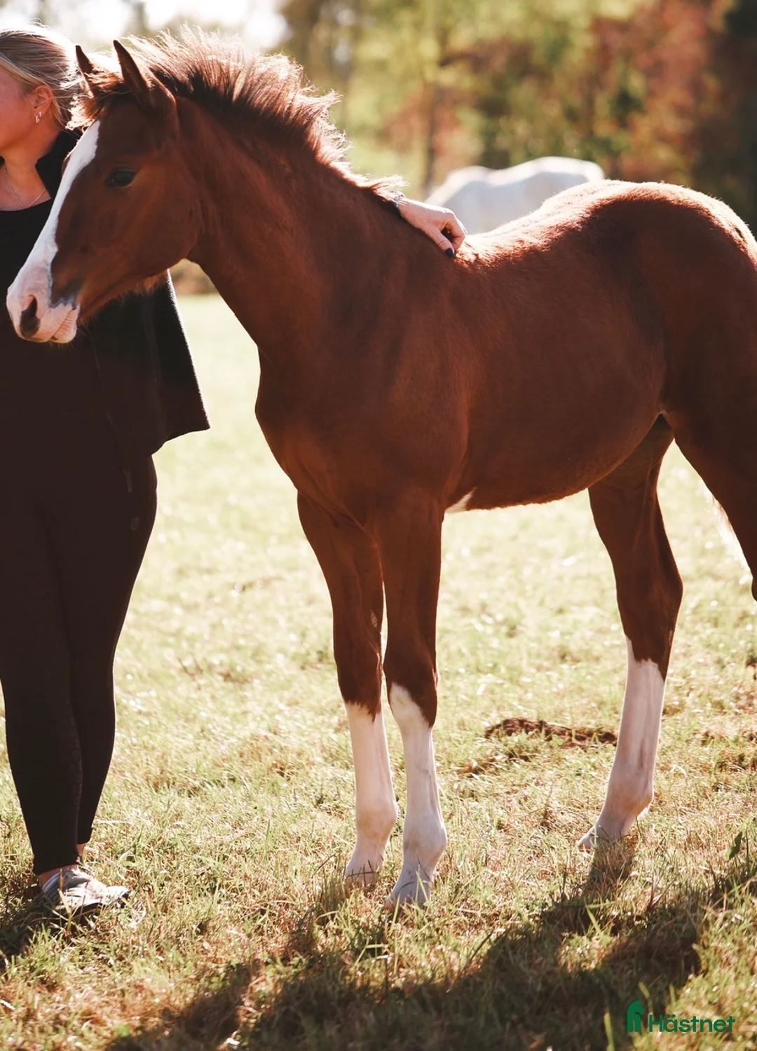 Allround hästar till salu: 🌟 Mycket lovande sto -24 tillsalu 🌟 - Annons 3