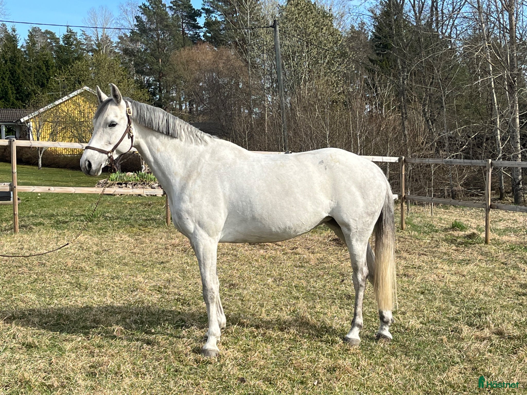  hästar Trevligt sto  - Annons 1