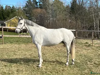 hästar Trevligt sto - Annons 1