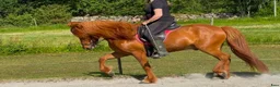 Island hästar till salu: Snygg valack, 8 år - Annons 4