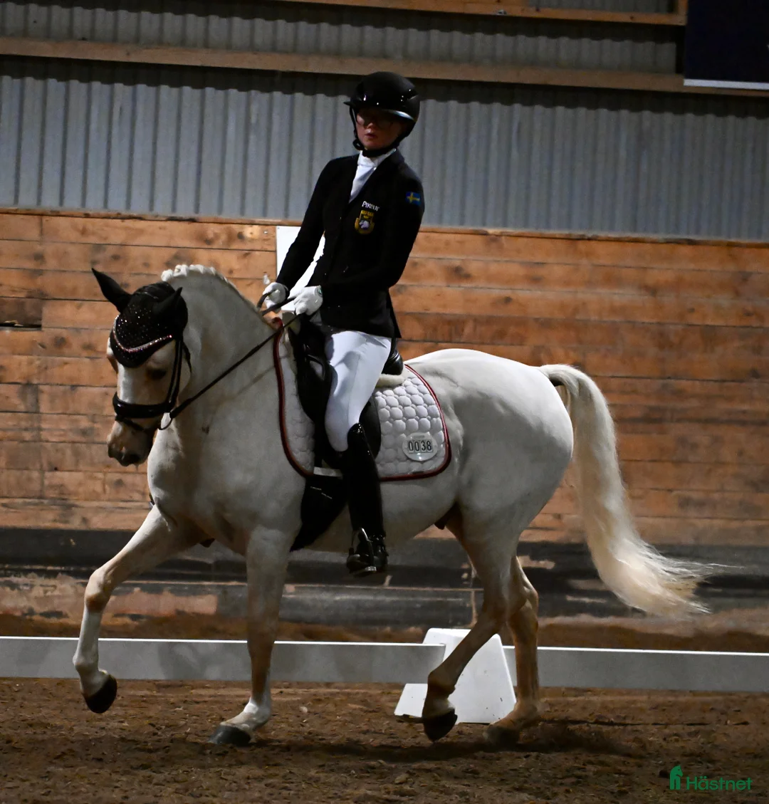 Dressyr hästar till salu: Fantastisk dressyrponny säljes! - Annons 5