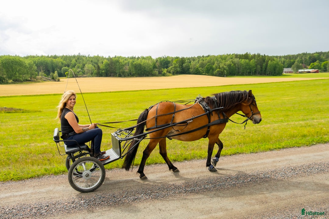 Körvagnar körning till salu: Ideal komplett sele + rockard vagn  - Annons 1