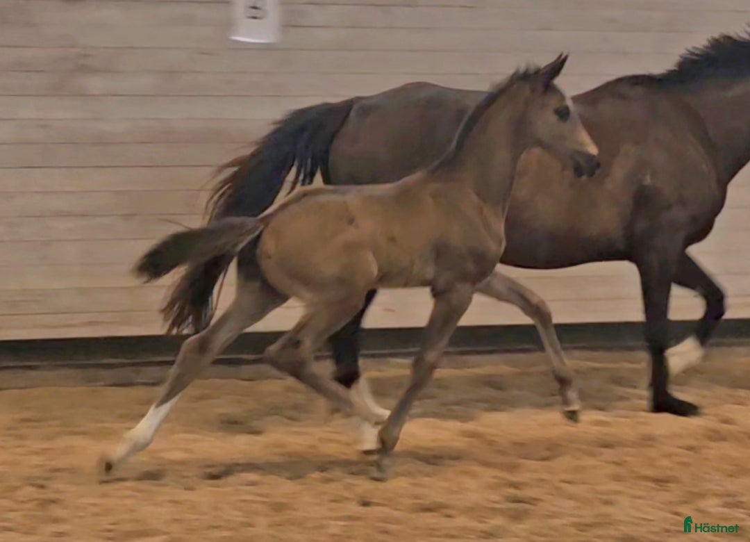 Dressyr hästar till salu: Vacker svart 1 årig hingst med härlig utstrålning  i Hallaröd - Bild 10