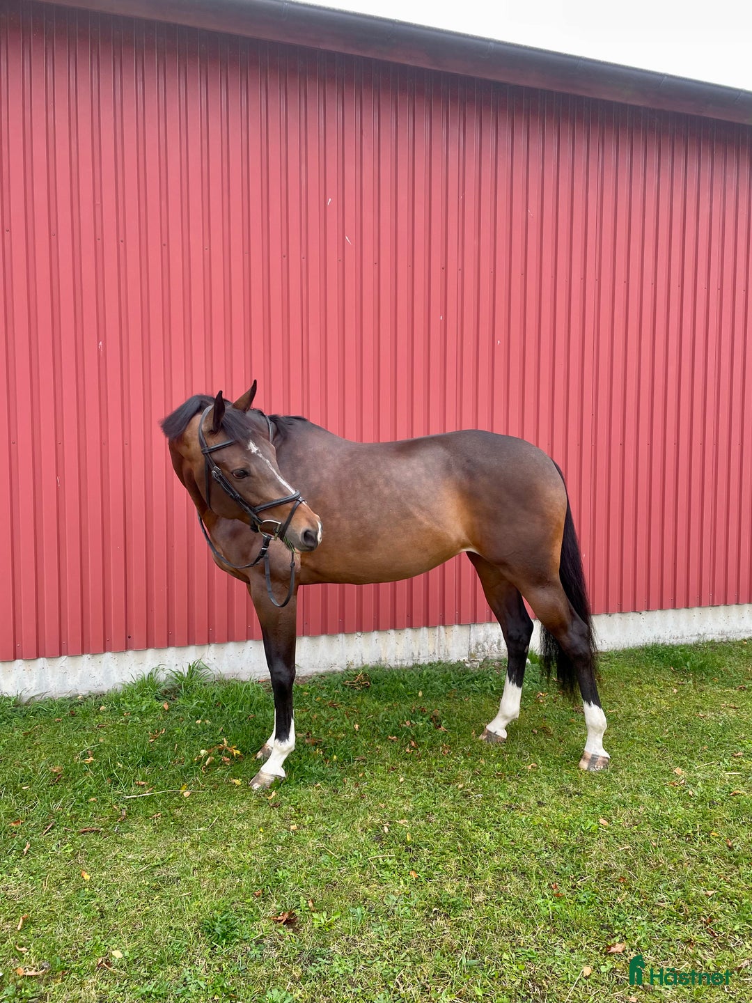 Dressyr hästar till salu: Vackert sto  i Kvidinge - Annons 2