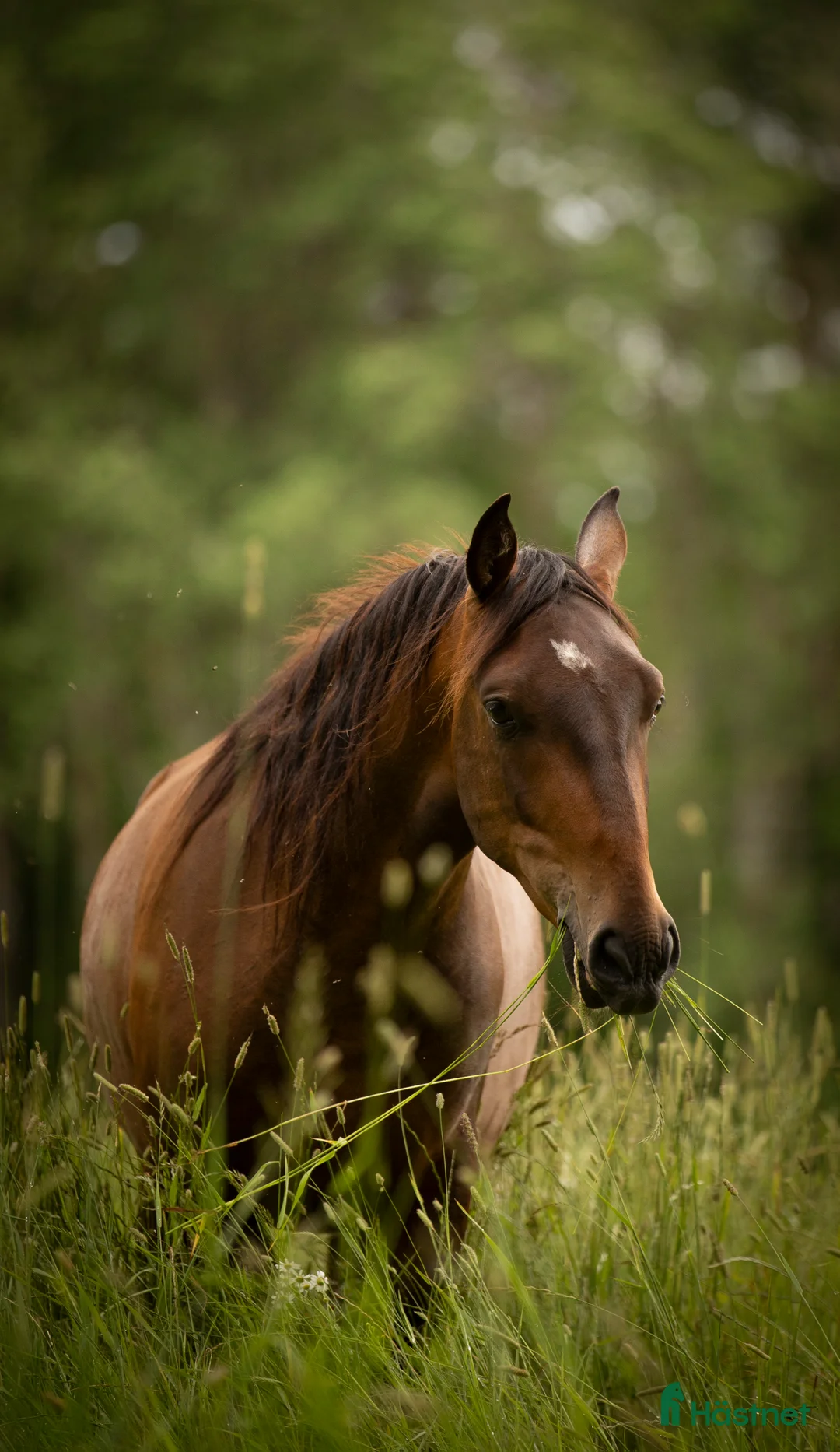 Allround hästar till salu: Mysig lipizzaner Vallack - Annons 3