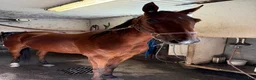 Trav hästar till salu: Starthäst i Hamrångefjärden - Annons 2