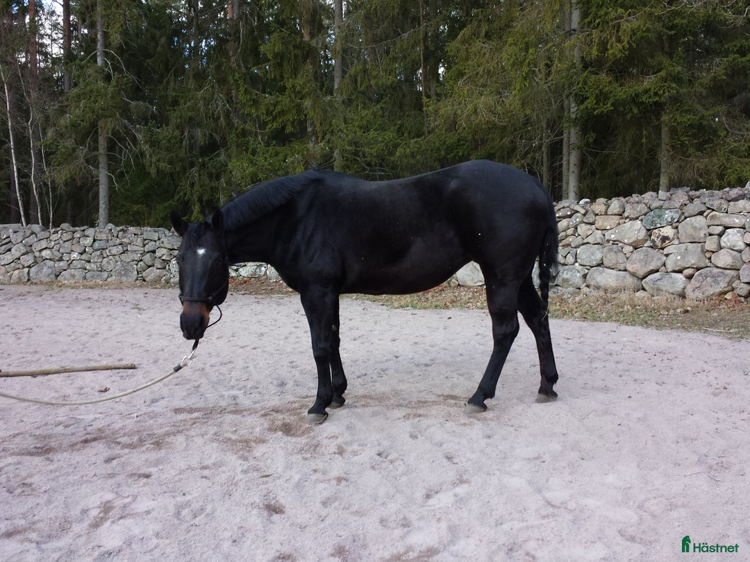Western hästar till salu: Avelssto söker ett bra hem, e champion, USA import i Långasjö - Bild 5