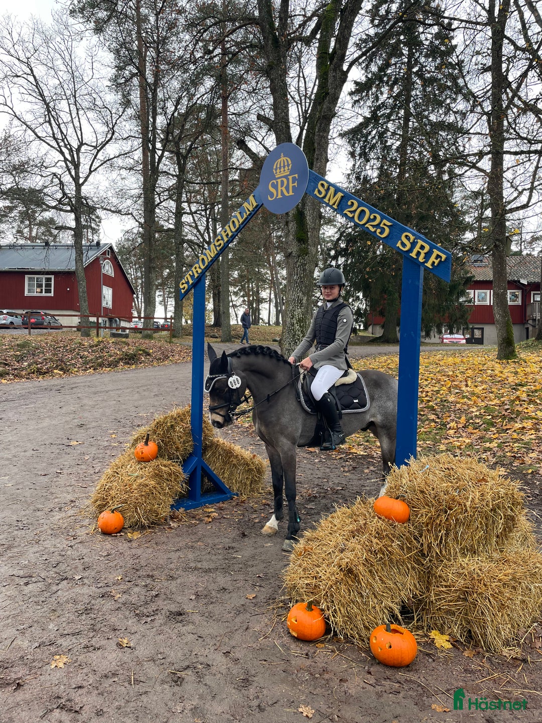 Allround hästar till salu: SM ponny i hoppning och fälttävlan till salu i Dösjebro - Annons 1