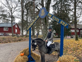hästar SM ponny i hoppning och fälttävlan till salu i Dösjebro - Annons 11