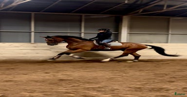  hästar i Tungelsta - Annons 8