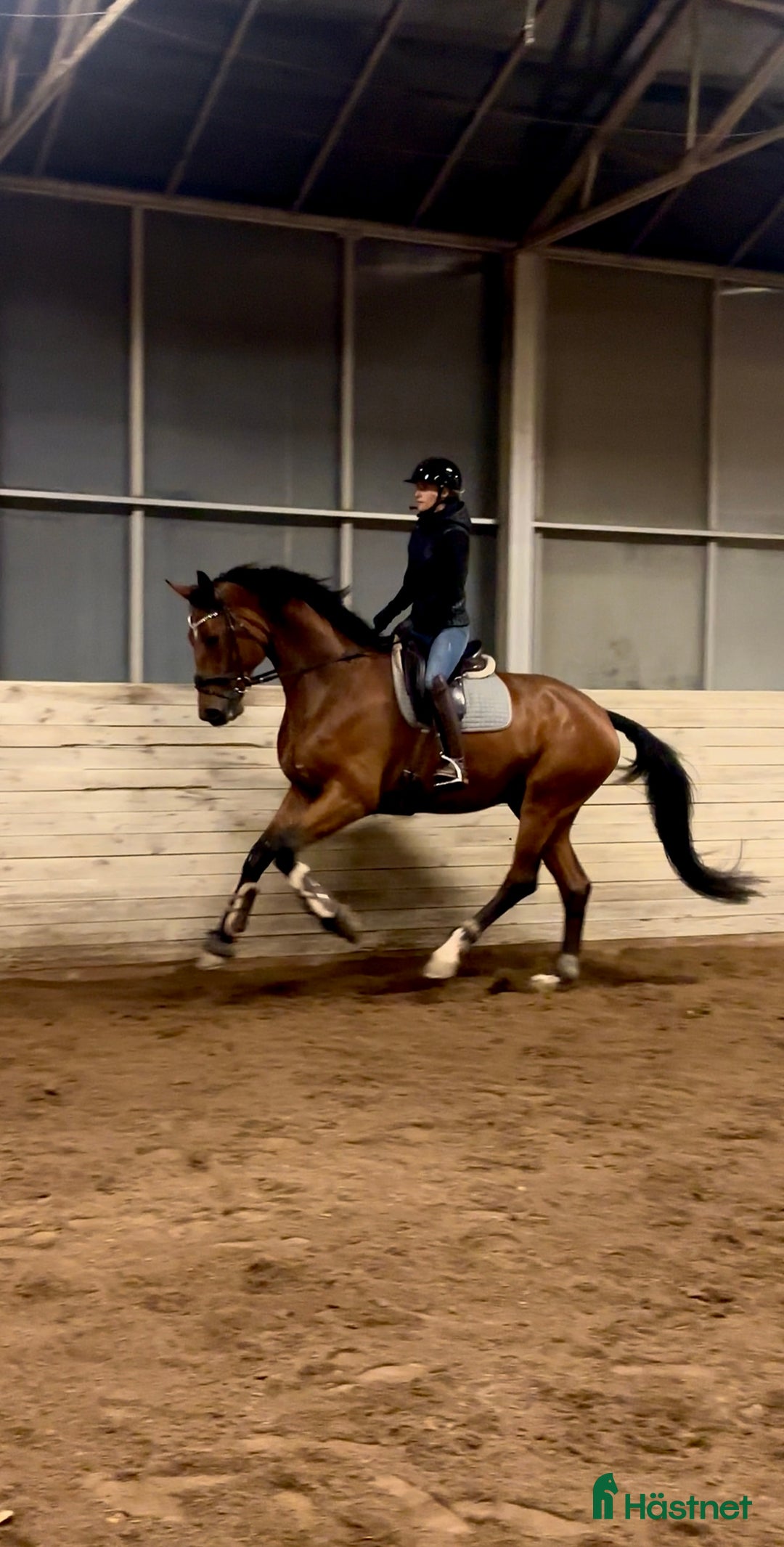Dressyr hästar till salu: Kvalitetshäst 5-år med dubbeldiplom i Tungelsta - Annons 3