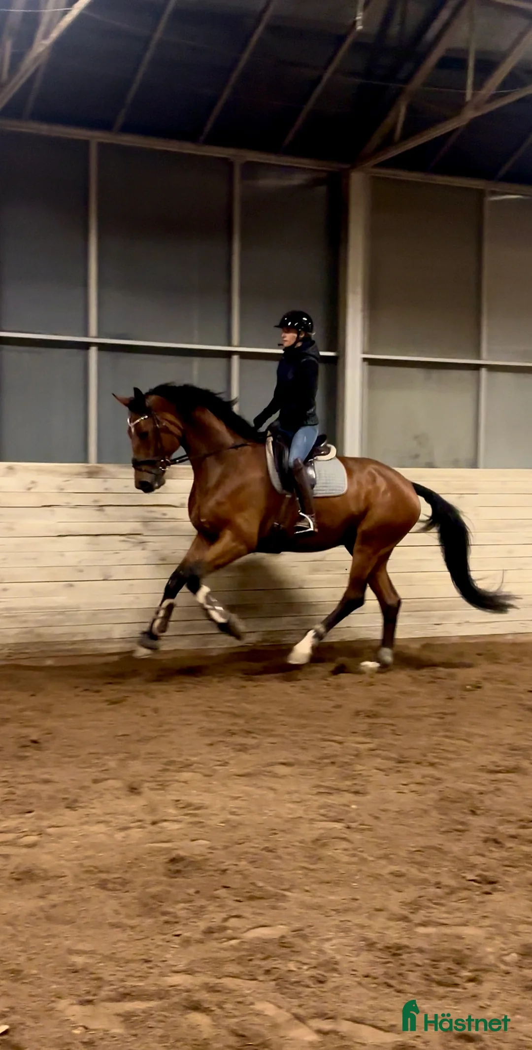 Dressyr hästar till salu: Kvalitetshäst 5-år med dubbeldiplom i Tungelsta - Annons 3