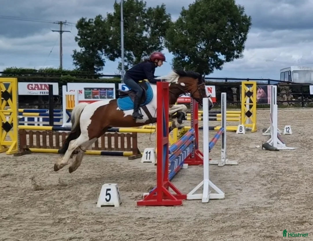 Dressyr hästar till salu: Equestrian holiday in Ireland  - Annons 7