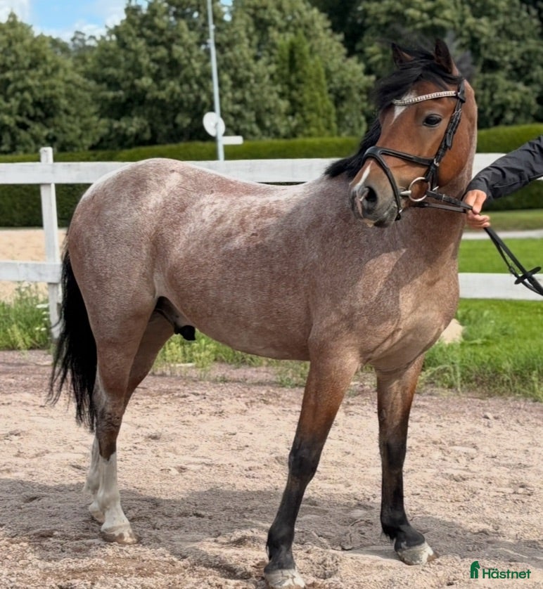  hästar 🌸 Perfekt barnponny med ett hjärta av guld! 🌸 - Annons 5
