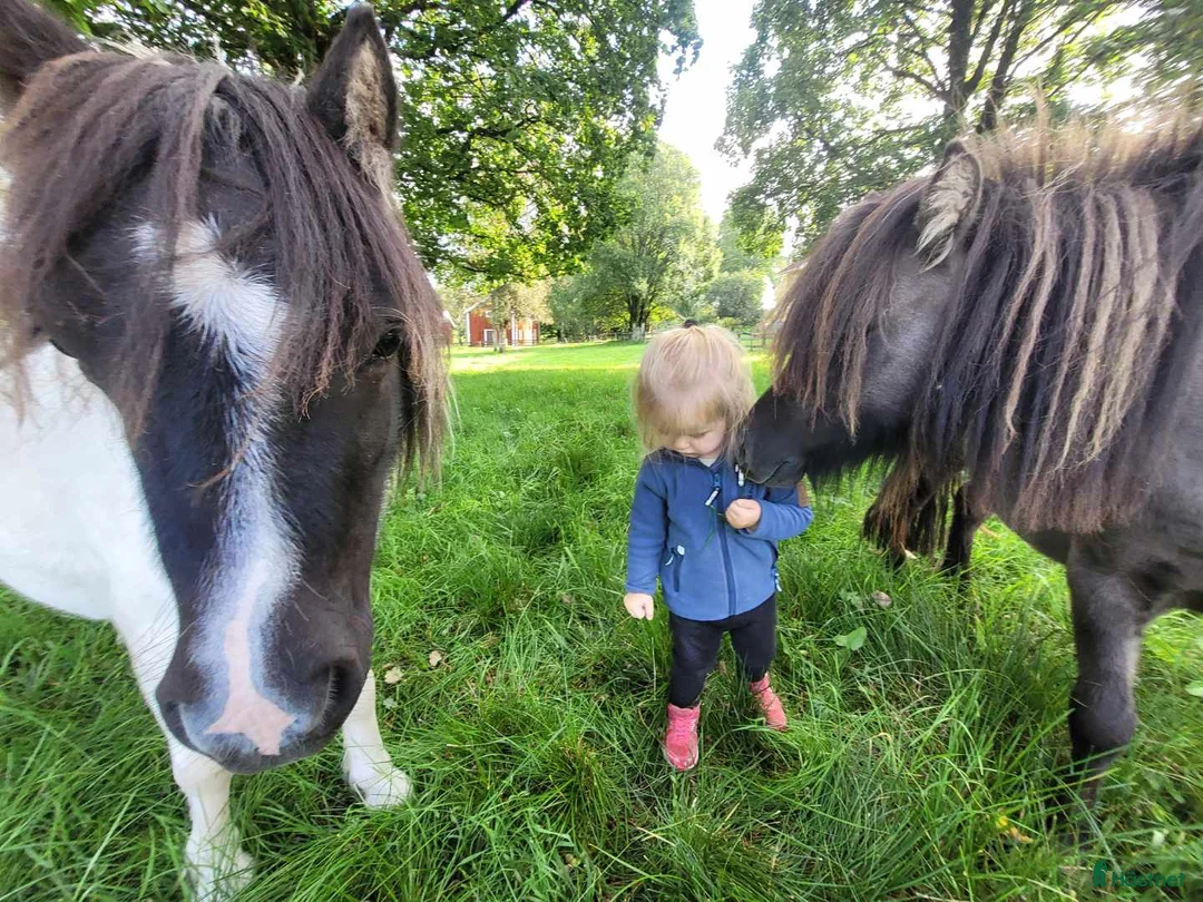 Allround hästar till salu: Underbara Inez i Långaryd - Annons 9