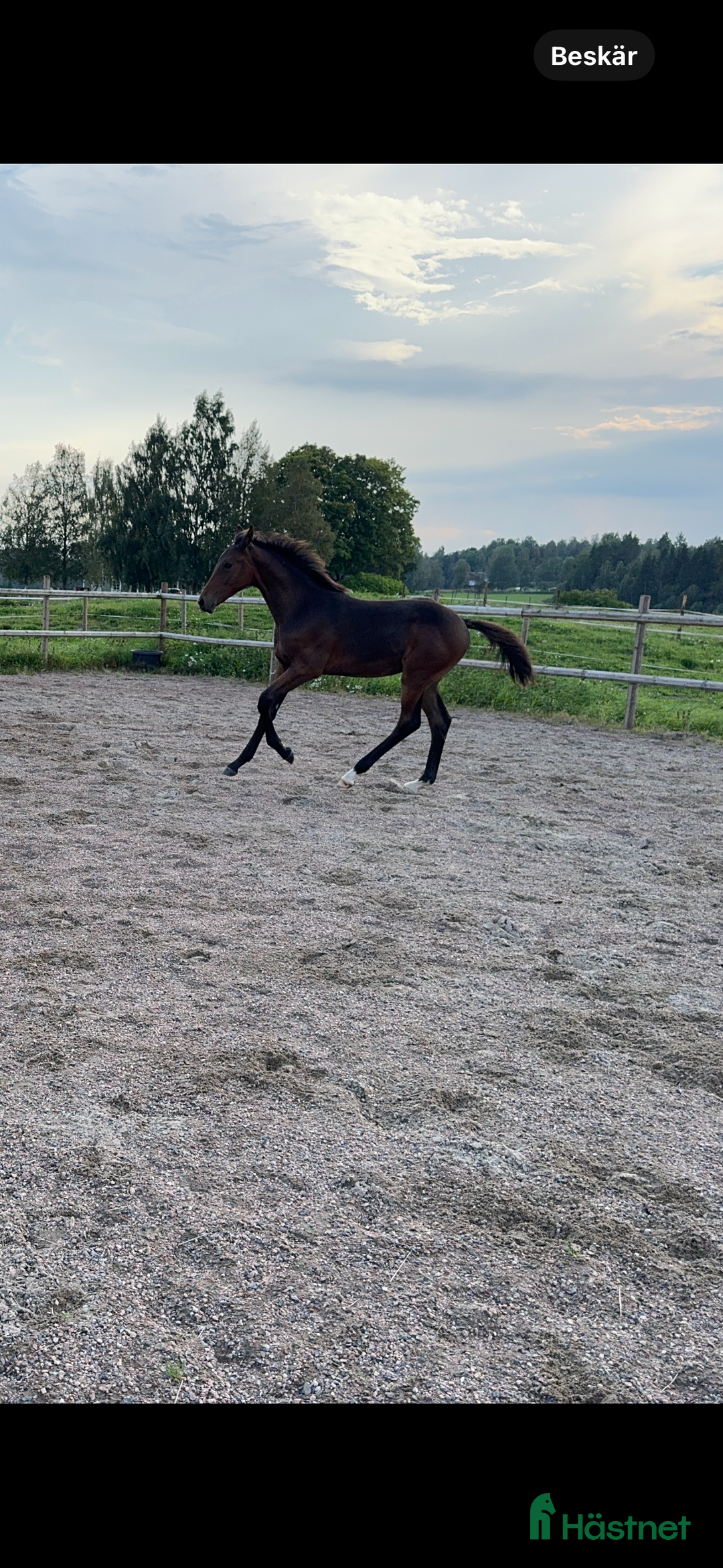 Hoppning hästar till salu: Don't Touch Tiji Hero! i Östra Ämtervik - Annons 6