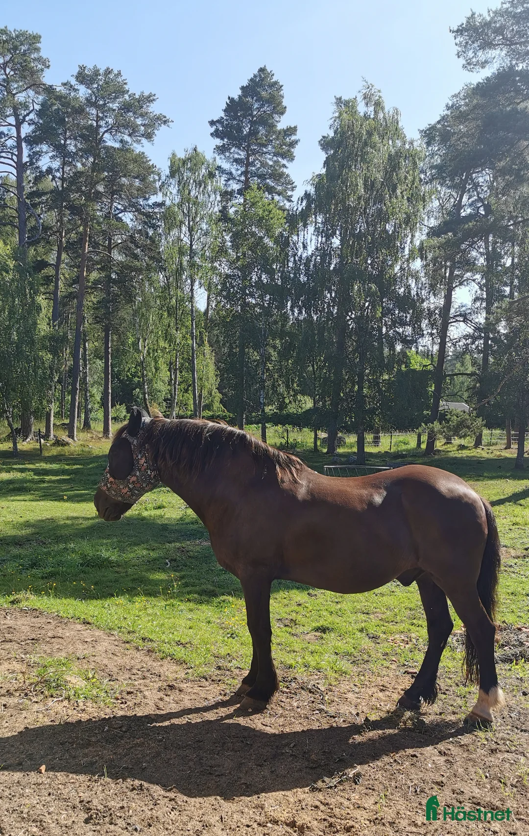 Allround hästar sökes: Letar efter ny fyrbent vän i Götene - Annons 1