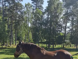 hästar Letar efter ny fyrbent vän i Götene - Annons 6