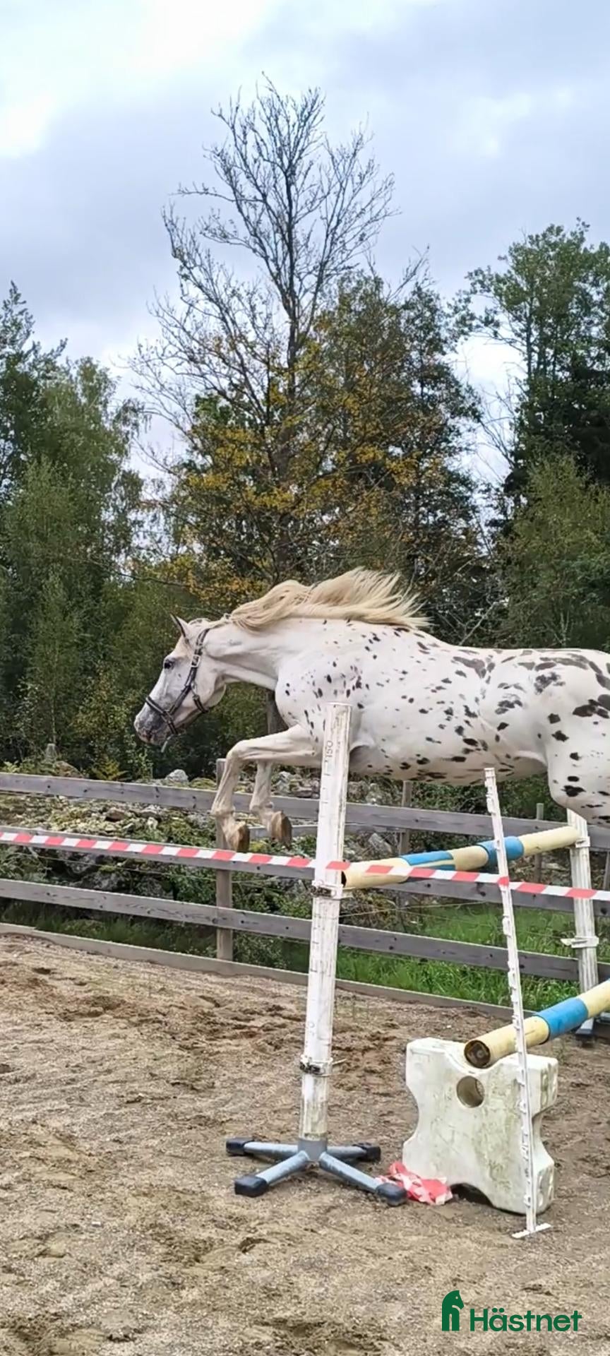  hästar Social 2,5 åring  - Annons 2