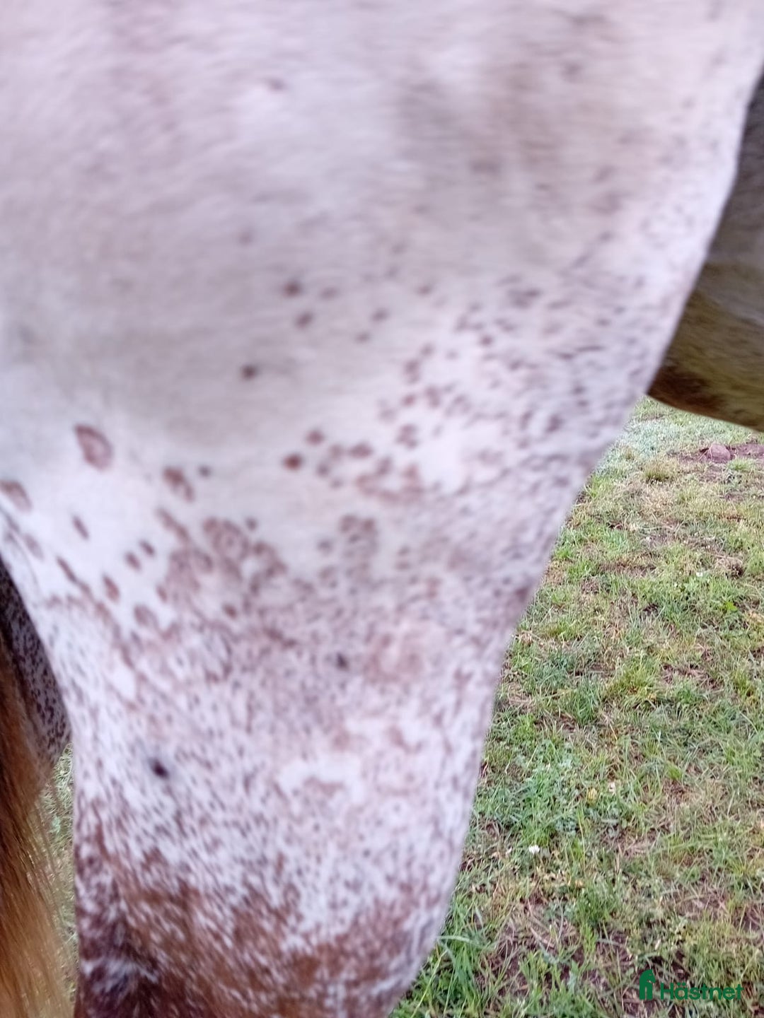Western hästar till salu: Appaloosa Colt i Sösdala - Bild 13