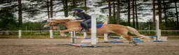 Allround hästar till salu: Trevlig allroundponny i Vaggeryd - Annons 4