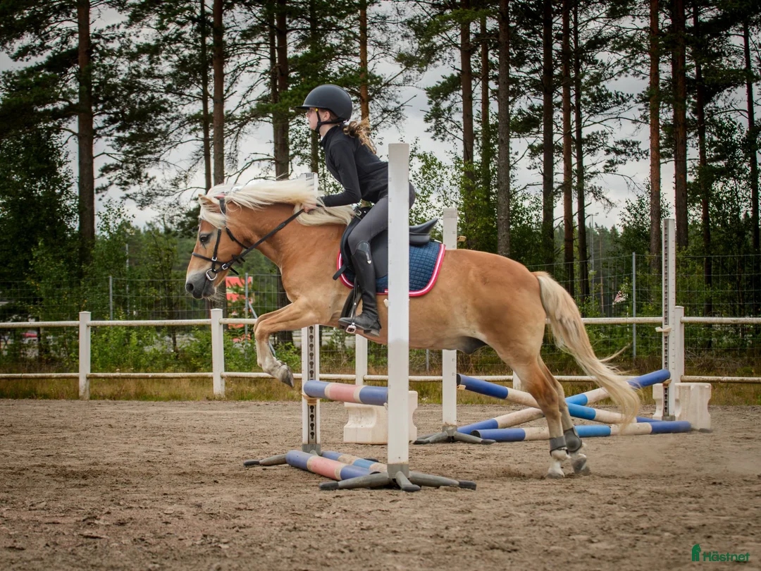Allround hästar till salu: Trevlig allroundponny i Vaggeryd - Annons 4