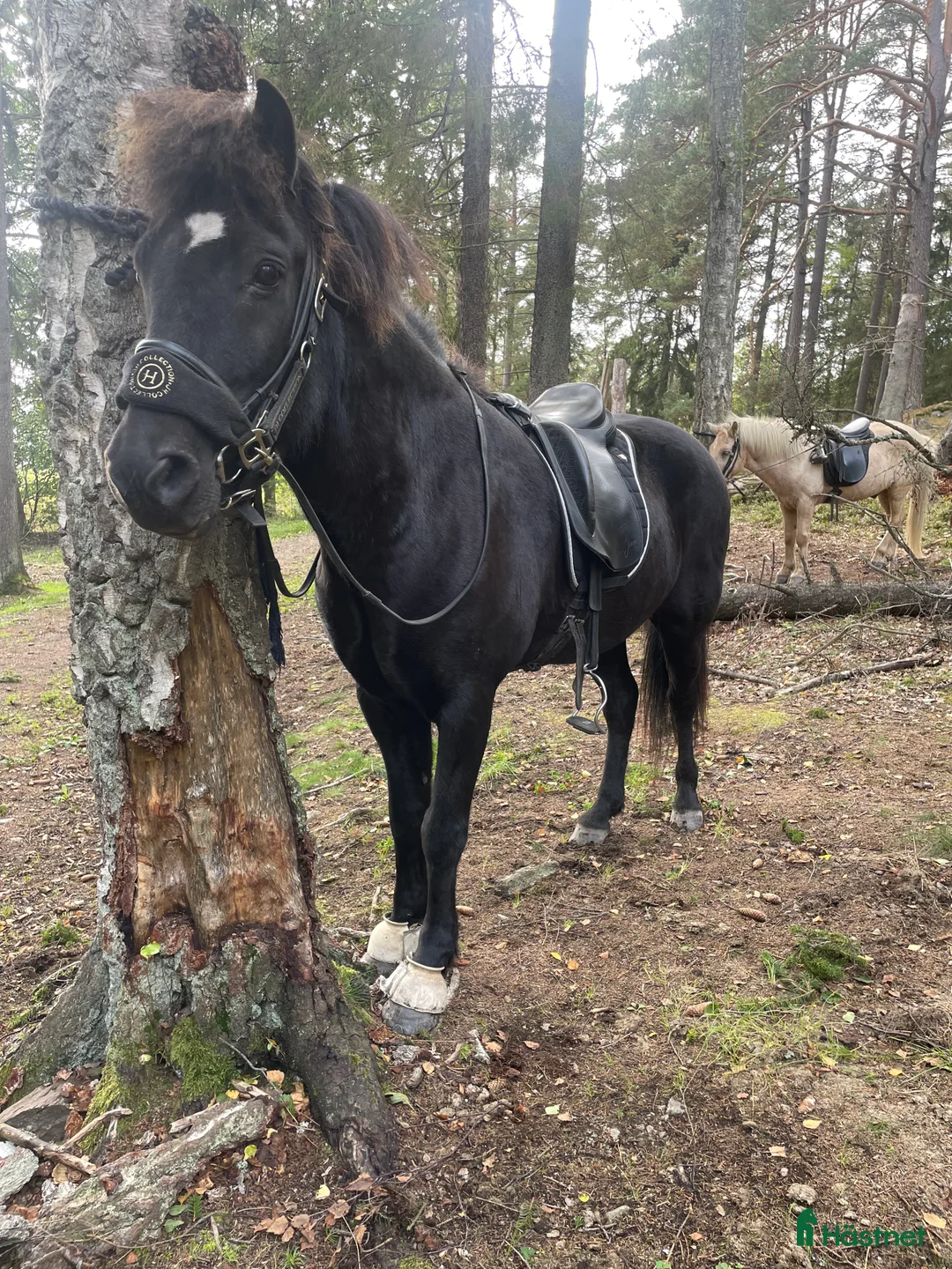 Island hästar till salu: Flott valack i Värmdö - Annons 5
