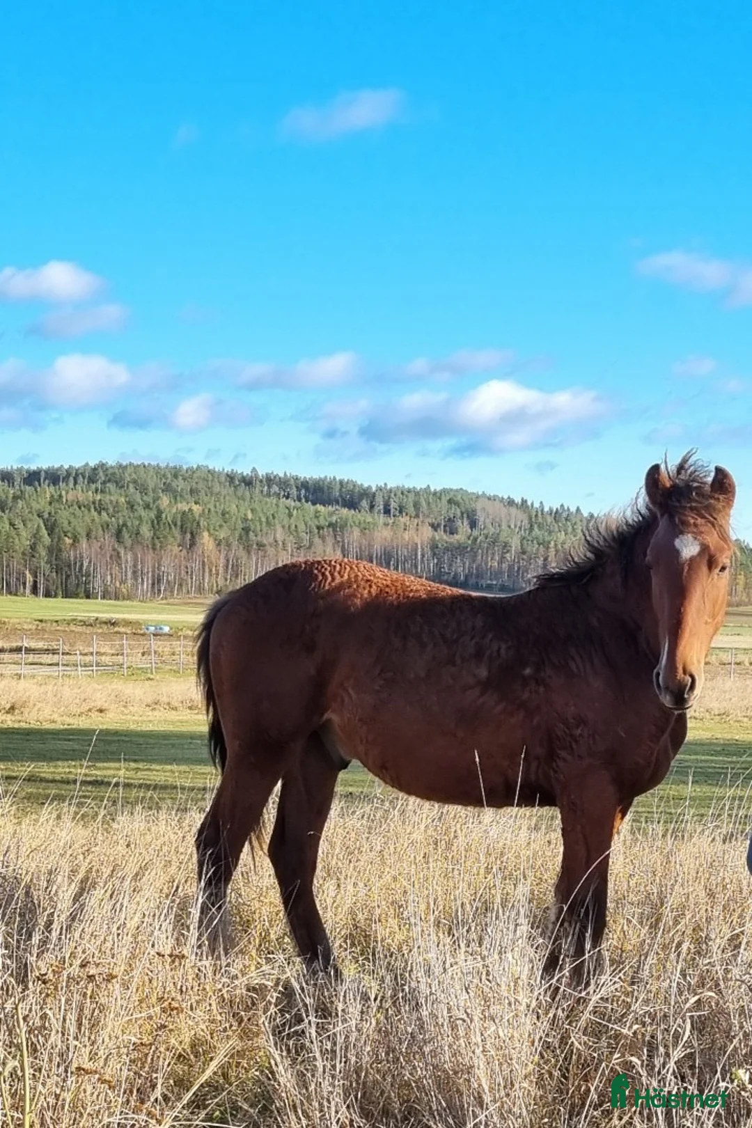 Allround hästar till salu: Am. curly-baskjir, valack - Annons 4