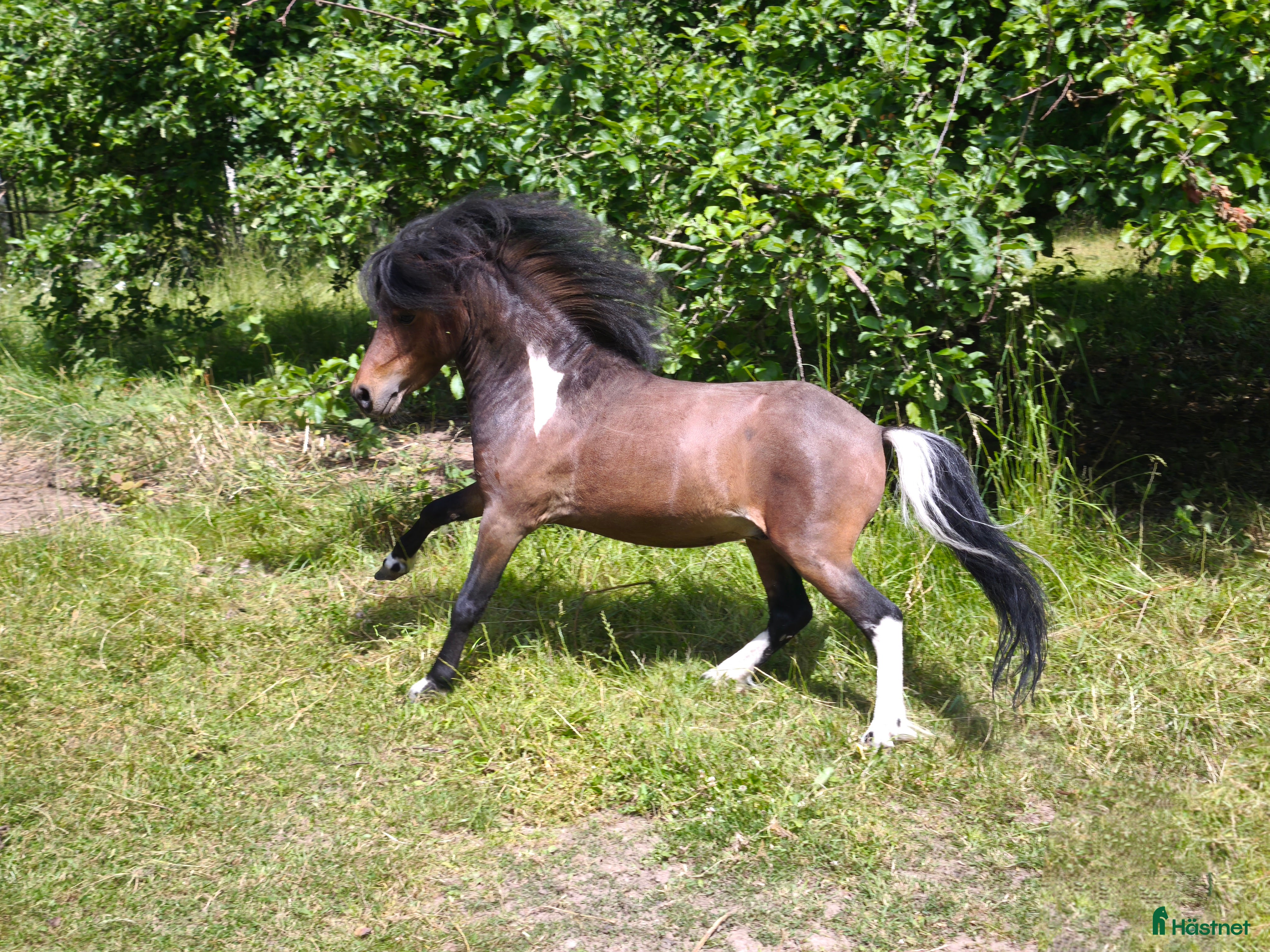  hästar AMHA HINGST 6 år - Annons 9