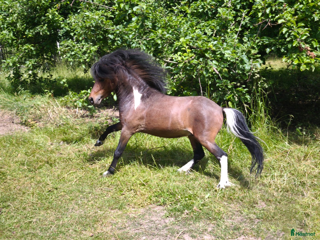 Övrigt hästar till salu: AMHA HINGST 5 år i Tjällmo - Annons 23