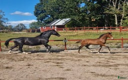 Allround hästar till salu: Vackert hingstföl i Perstorp - Annons 16