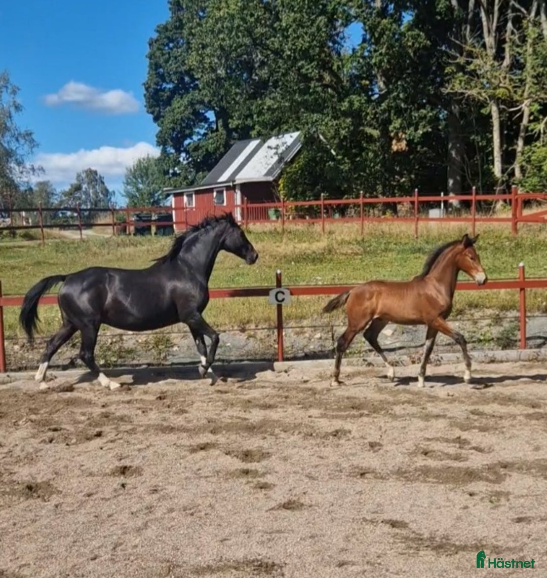 Allround hästar till salu: Vackert hingstföl i Perstorp - Annons 16