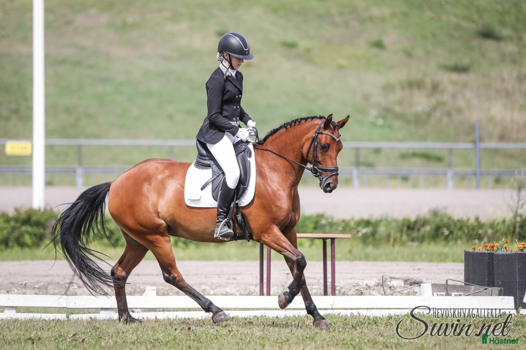 Dressyr hästar till salu: Fei pony for sale i Metsäkulma - Annons 2