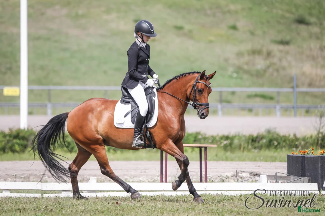 Dressyr hästar till salu: Fei pony for sale i Metsäkulma - Annons 2