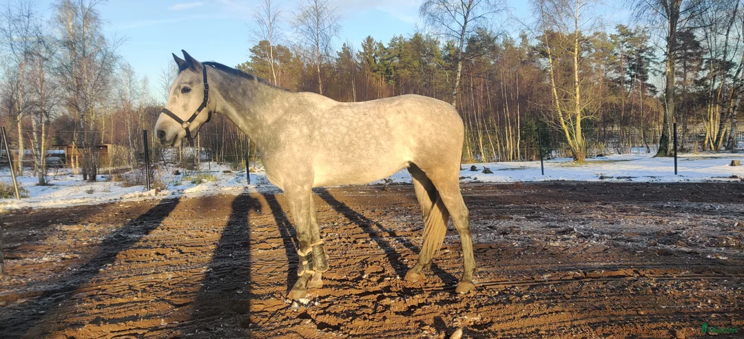 Hoppning hästar till salu: En oslipad diamant i Blentarp - Annons 2