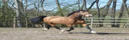 Allround hästar till salu: Magiskt vacker stor welsh cob  - Annons 7